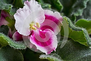 One big beautiful violet of white pink color