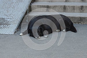 One big black dog lies on the gray asphalt at the steps