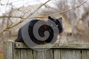 One big black fluffy cat sits on a gray wooden fence