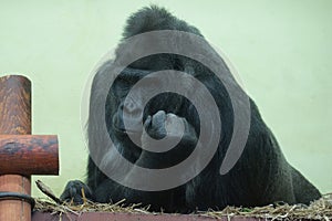 One big black gorilla monkey sits and looks in the aviary