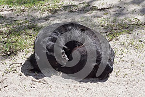 One big black stray dog lies and sleeps on the gray sand