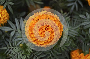 One big bright marigold flower close-up on the background of green leaves in a beautiful garden