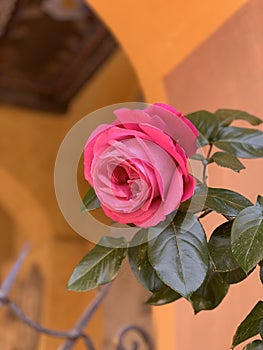 One big bright pink red rose with leaves on theold wall background photo