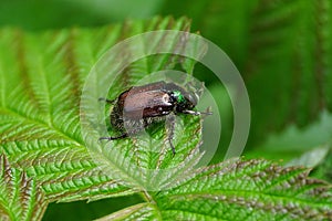 Big brown beetle sits on a green leaf in the garden