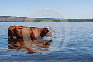 One brown cow is standing in Volga river and freshing in it in hot summer day.