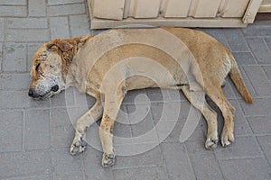 One big brown old stray dog lies and sleeps