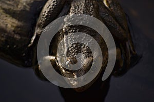 One big brown toad sits on a log in the water of a pond among grass and algae. Frog smiles