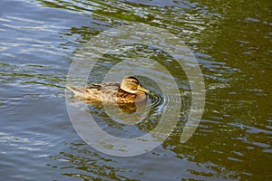 big brown wild duck swims in the pond