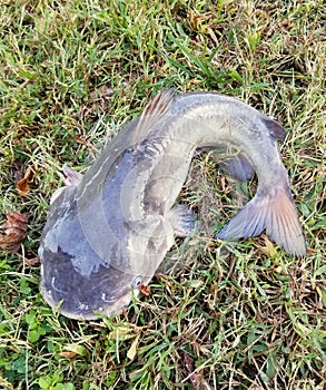 One big channel catfish on top of the ground