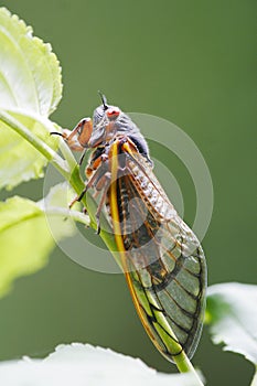 One Big Cicada Perched on a Green Stem - 13 year 17 year - Magicicada