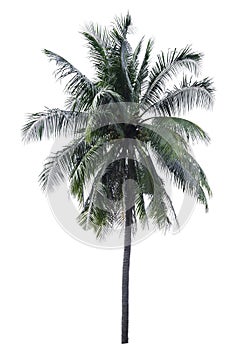 One big coconut tree with clipping path on isolate white blackground