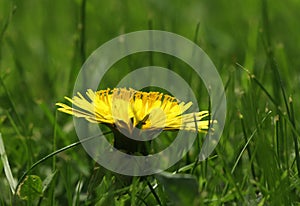 A one big dandelion blossom in the middle of grassland. View is from site for set off bloom of taraxacum.