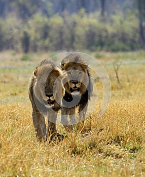 Black maned Kalahari Lions photo