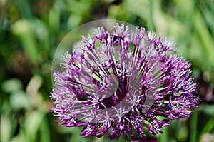 One big flower from the family alliums