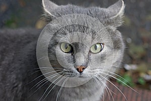 One big frightened gray cat with green eyes