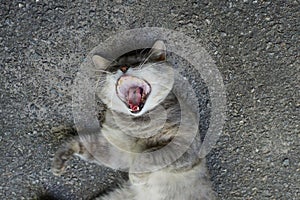 One big gray cat lies and yawns