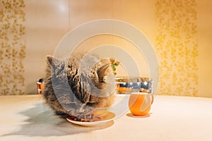 one big gray fluffy cat sits on the table and eats food from an orange saucer