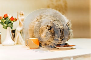 One big gray fluffy cat sits on the table and eats food from an orange saucer