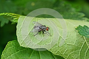 One big gray fly sits on a green leaf