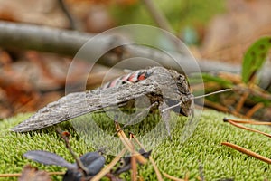 One big gray nocturnal butterfly sits on green moss