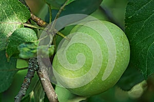 A big green apple among the leaves on a tree branch