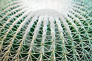 One big green round beautiful cactus closeup macro on blurred background top view, cactus texture with long sharp thorns