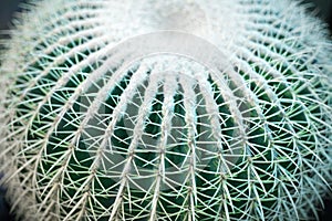 One big green round beautiful cactus closeup macro on blurred background top view, cactus texture with long sharp thorns