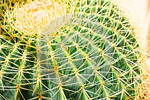 One big green round beautiful cactus closeup macro witjh blurred background