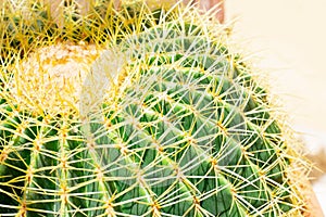 One big green round beautiful cactus closeup macro witjh blurred background, cactus texture