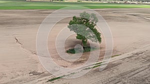 One big green tree in field. Beautiful tree in the middle of field. Spring tree with fresh leaves on sunny meadow. Epic rural coun