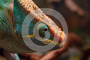 Big head of a lizard of a chameleon