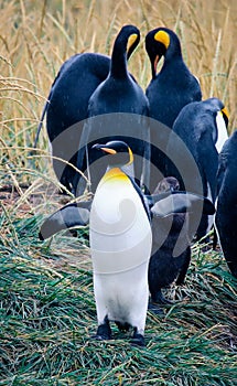 One Big King Penguin walking  and beating wings