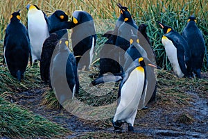 One Big King Penguin walking  and beating wings