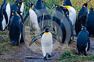 One Big King Penguin walking  and beating wings