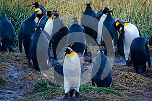 One Big King Penguin walking  and beating wings