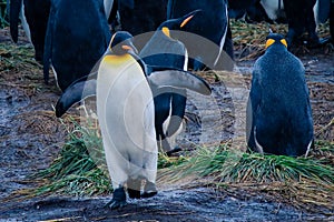 One Big King Penguin walking  and beating wings