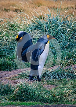 One Big King Penguin walking  and beating wings