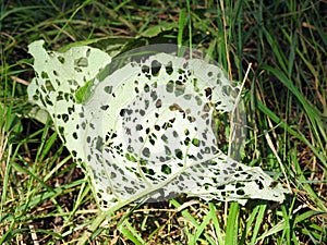 Green erode leaf, Lithuania photo