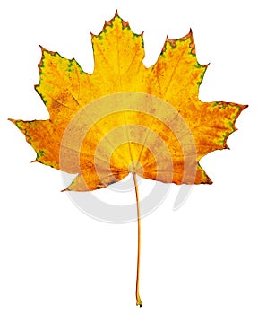 One big maple autumn leaf, object on white