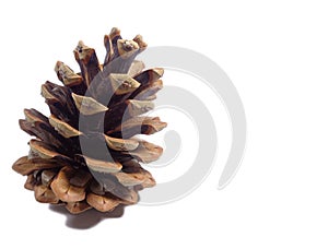 One big natural dry pine cone isolated on white background