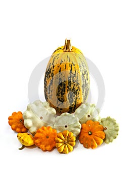 One big pumpkin and different bush pumpkins or marrow sqashes on white background.