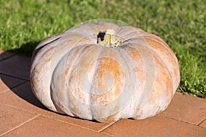 One big pumpkin on the floor