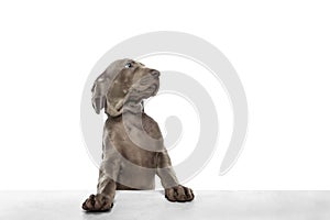 One big puppy of Weimaraner dog posing isolated over white background.