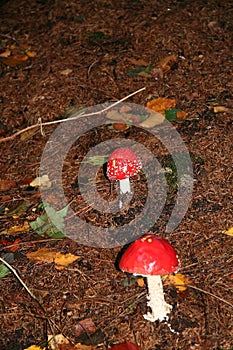 One big red and many small toadstools