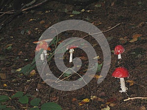 One big red and many small toadstools