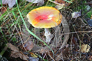 One big red and many small toadstools
