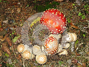 One big red and many small toadstools