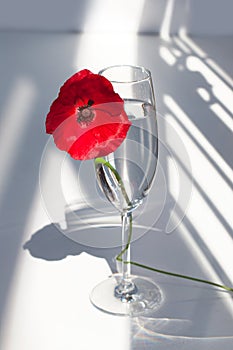 One big red poppy flower on white table with contrast sun light and shadows and wine glass with water closeup top view