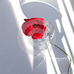 One big red poppy flower on white table with contrast sun light and shadows and wine glass with water closeup top view