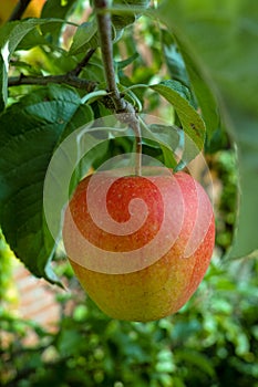 One big red ripe apple on the apple tree, fresh harvest of red a